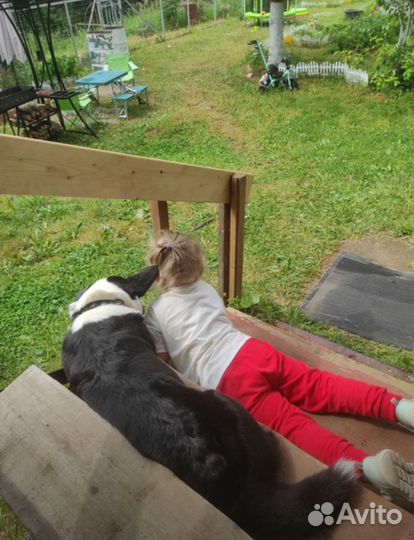 Вельш Корги Кардиган для фотосессий