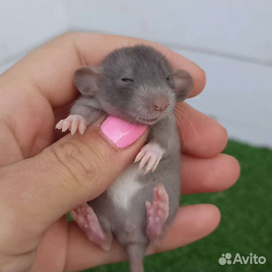 Декоративная крыса/ дамбо/ сфинкс