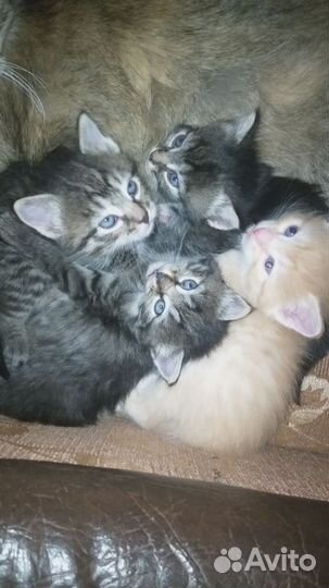 Котята 1,5 месяца