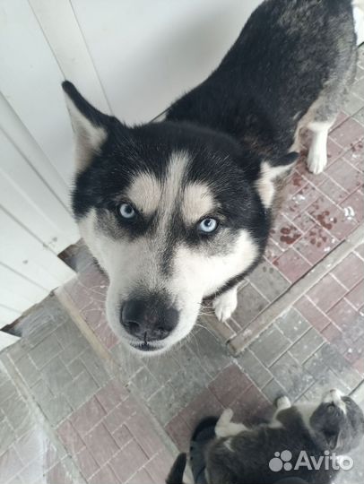 Сибирский хаски