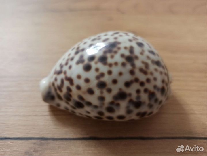 Морская раковина