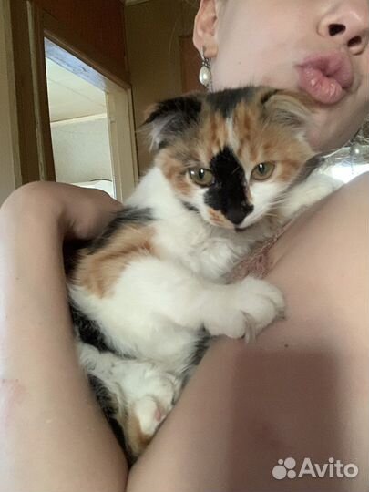 Шотланский котенок