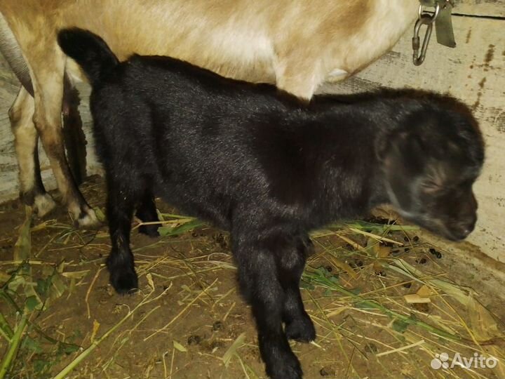 Козлик нубийский 50%, зааненский 25%