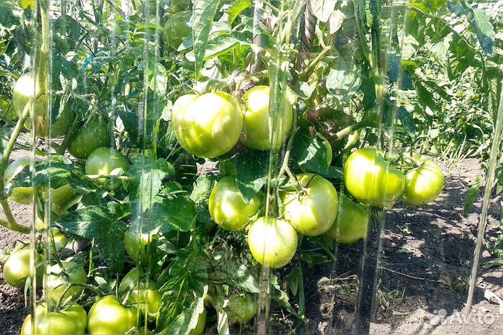 Монолитный поликарбонат оргстекло акрил