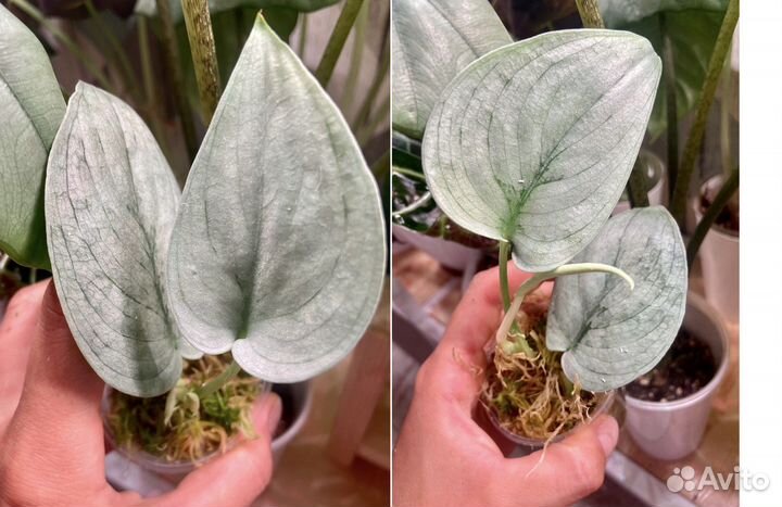 Сциндапсусы, эпипремнумы