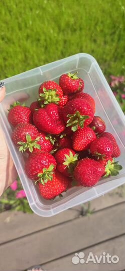 Саженцы клубники