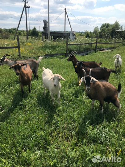 Козы Альпийской и Зааннской пород