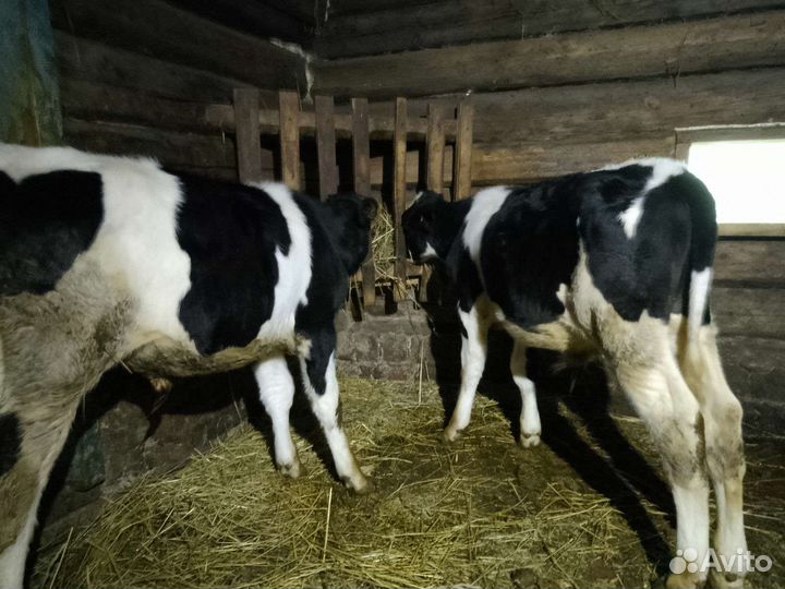 Бычки 3 месяца