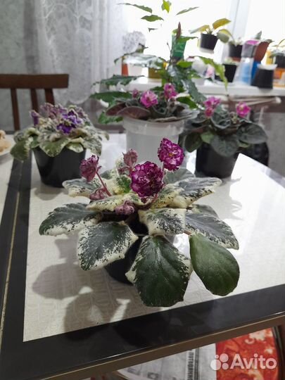 Фиалки и гибиктус