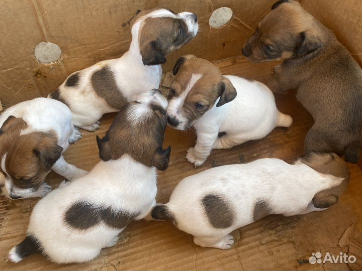 Джек Рассел терьер