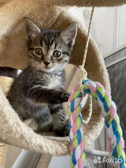 Кошка в дар