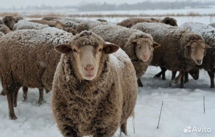 Овцы бараны