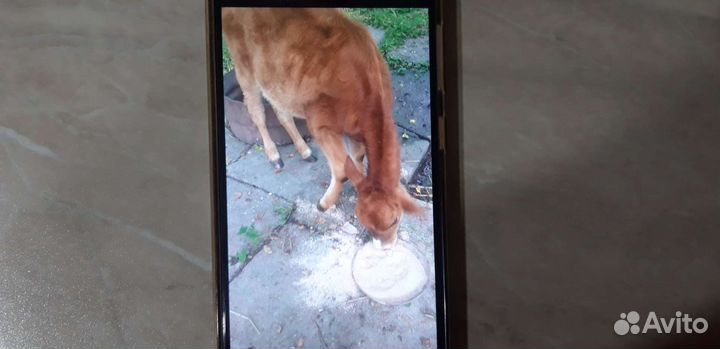 Продажа телят