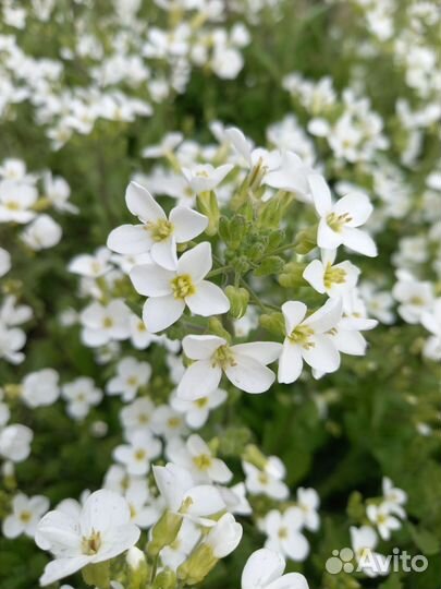 Арабис (резуха) 