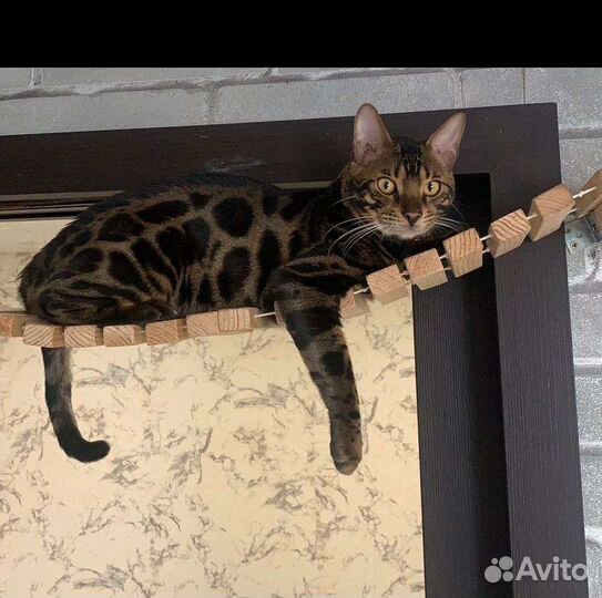 Бенгальские котята