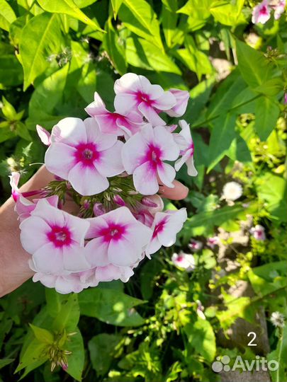 Флоксы многолетние в ассортименте