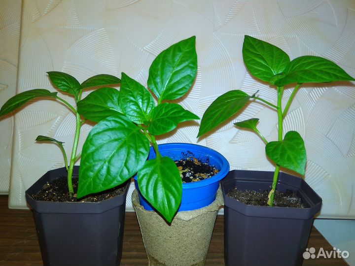 Рассада, Эпин, Циркон, семена