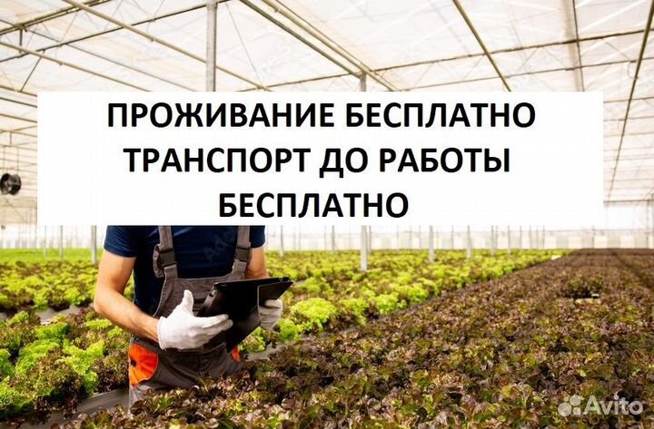 Рабочие на сбор овощей (вахта, проживание)