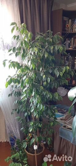 Большой Фикус Робуста