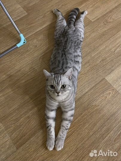 Шотландский кот