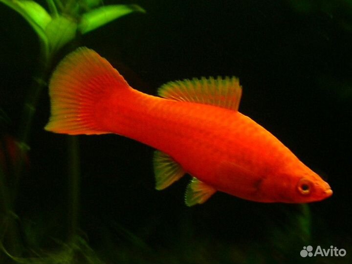 Аквариумные рыбки - Рубиновые меченосцы