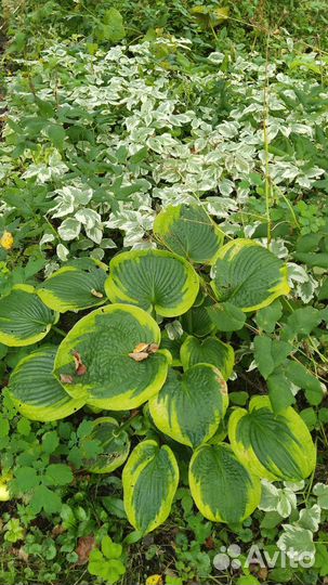 Хоста растение