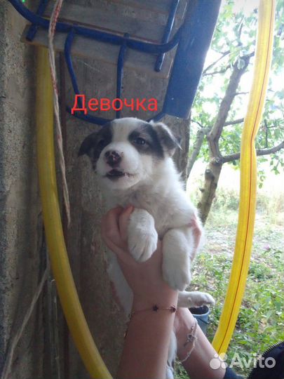 Щеночки в добрые руки (3) девочки (4) мальчика