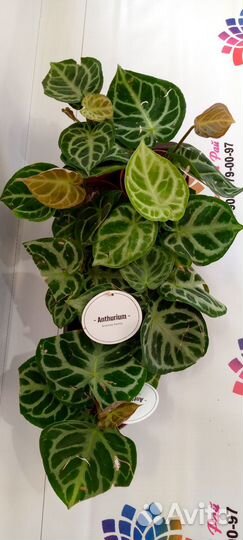 Полисциас, аукуба, кодиеумы, антуриум, мирты