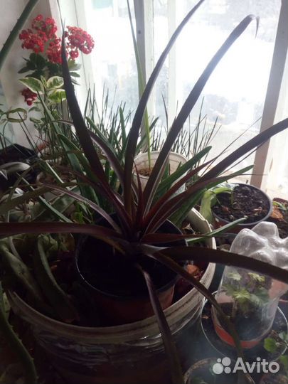 Комнатные цветы