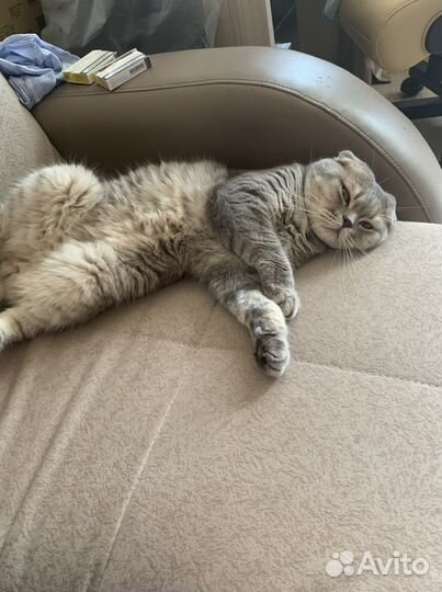 Вязка с титулованным шотландским котом