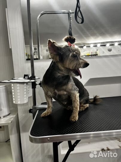 Грумер, вычес и стрижка собак и кошек