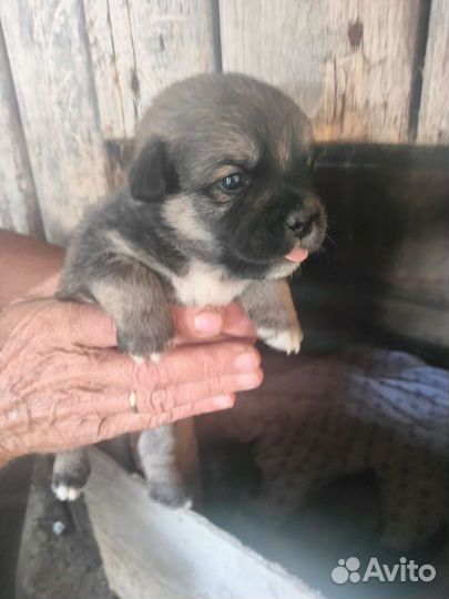 Щенки пекинеса