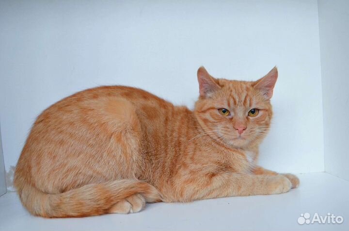 Котики бесплатно в добрые руки