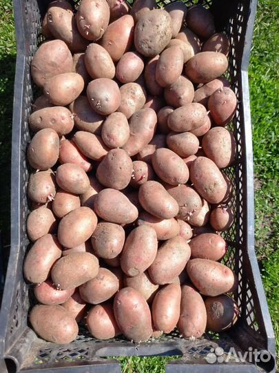 Продам картофель семенной