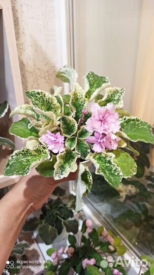 Фиалка Fredett's Risen Star