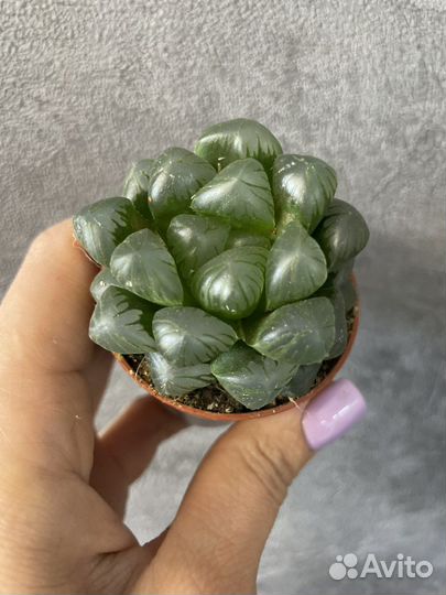 Суккуленты цветы растения