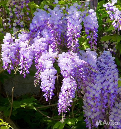 Глициния-лиана, Бобовник-декоративный кустарник