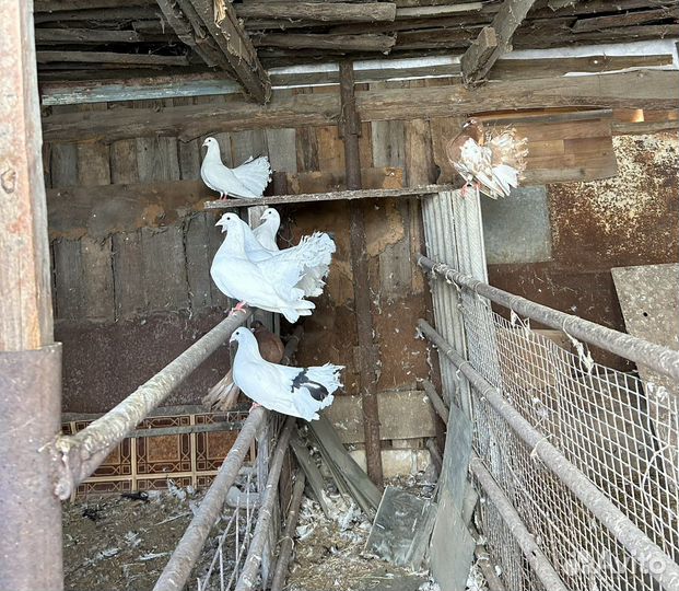 Продам голубей