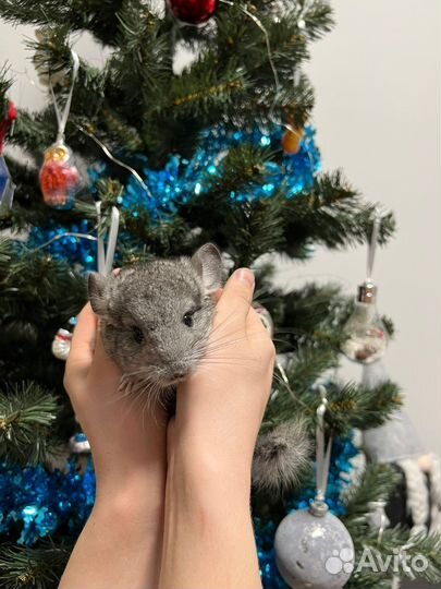 Шиншилла от заводчика стандартный окрас