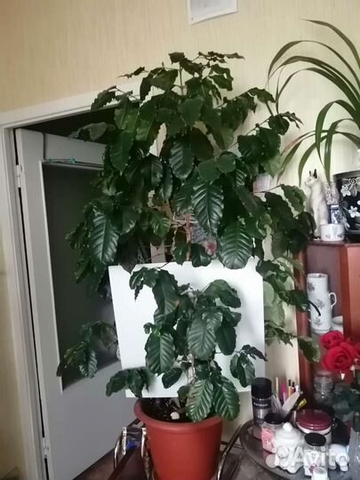 Кофе Аравийский