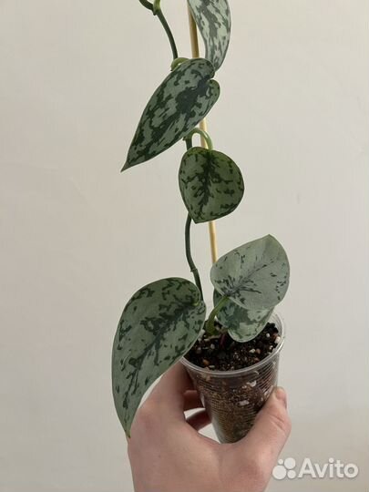 Сциндапсус сильвер леди