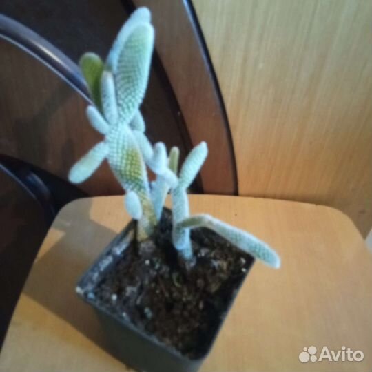 Кактус опунция.2 корня, (цена за всё)