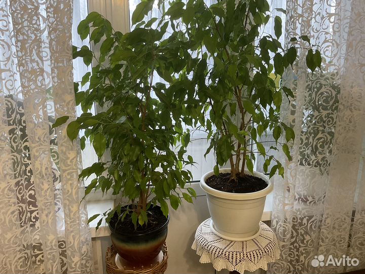 Большие фикусы