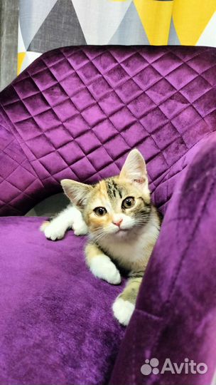 Ищет дом трёхцветный котенок