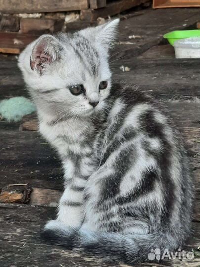 Шотландские вислоухие котята мраморные