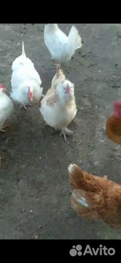 Фаверолы, куры и петухи