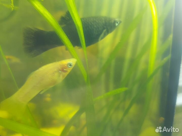 Моллинезии