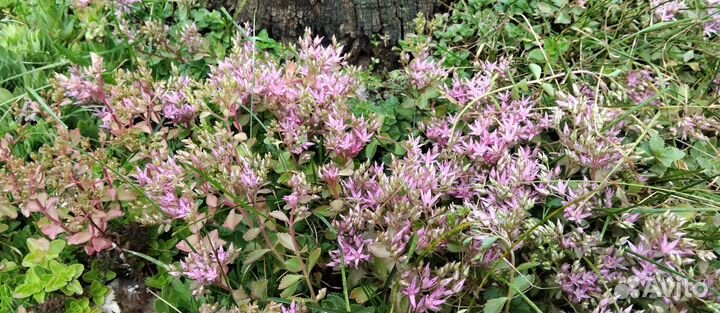 Молодило каменная роза