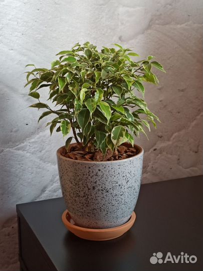 Фикус Бенджамина Кинки в керамическом горшке
