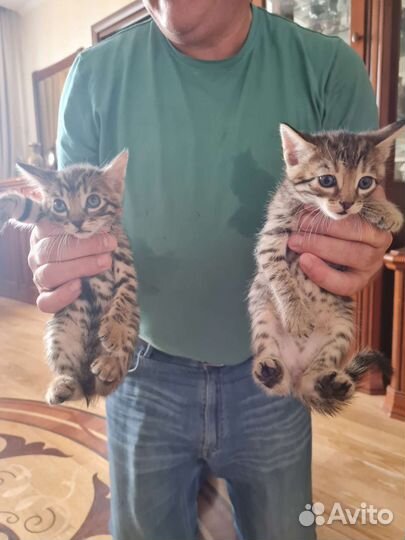 Бенгальские котята